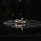 Butterfly Garden Ring - VITTAM